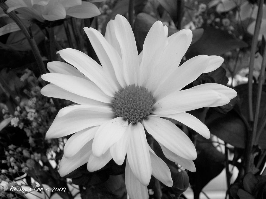 Glowing White Daisy Photograph by Belinda Lee