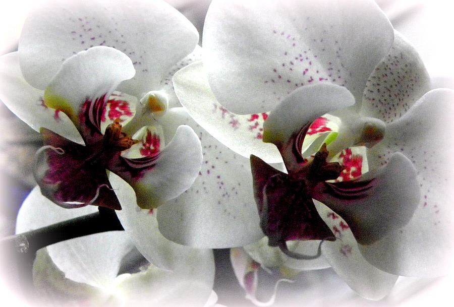 Glowing White Orchids Photograph by Kim Galluzzo Wozniak