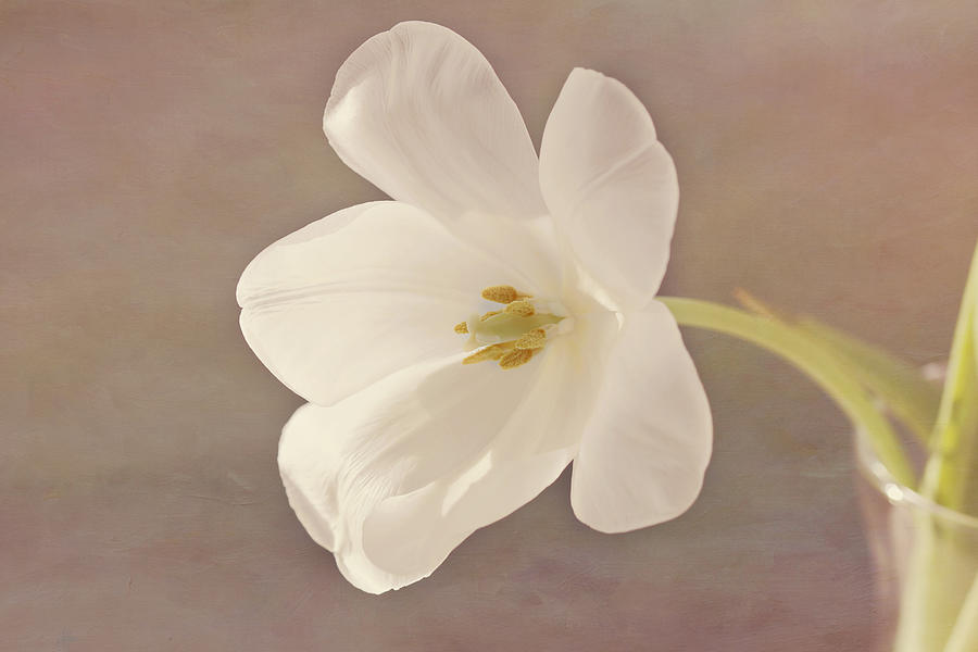 Glowing White Tulip Photograph by Kim Hojnacki