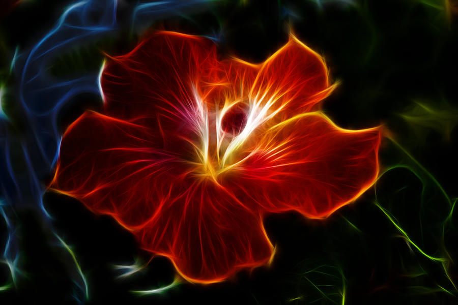 Flowers Still Life Photograph - Glowing Within by Shane Bechler