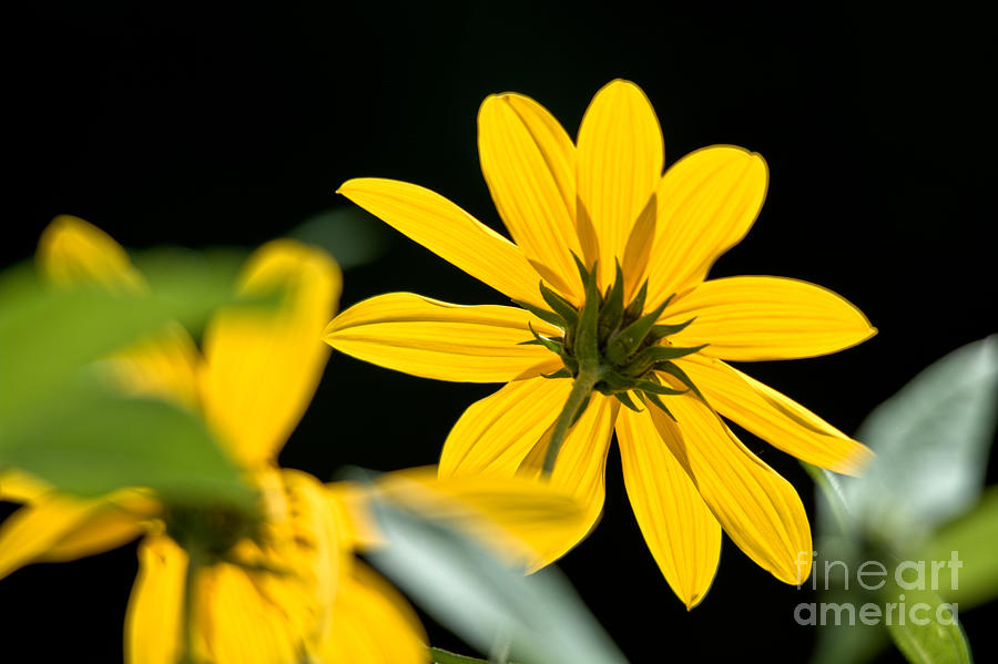 Glowing Yellow Photograph by Cheryl Baxter