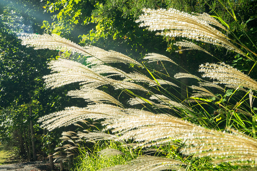 Glowing Zebra Grass Photograph by Douglas Barnett - Fine Art America