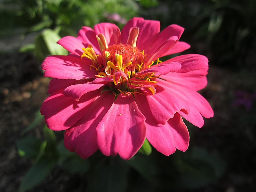 Glowing Zinnia Photograph by MTBobbins Photography