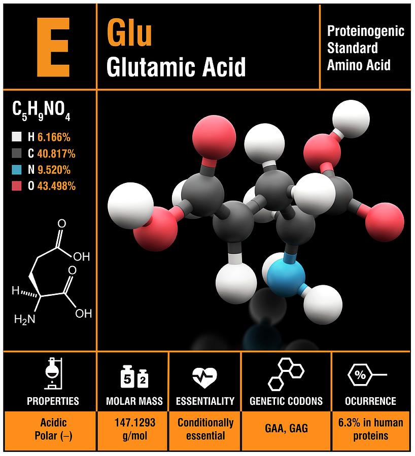 Glutamic Acid Amino Acid Molecule Photograph by Carlos Clarivan/science