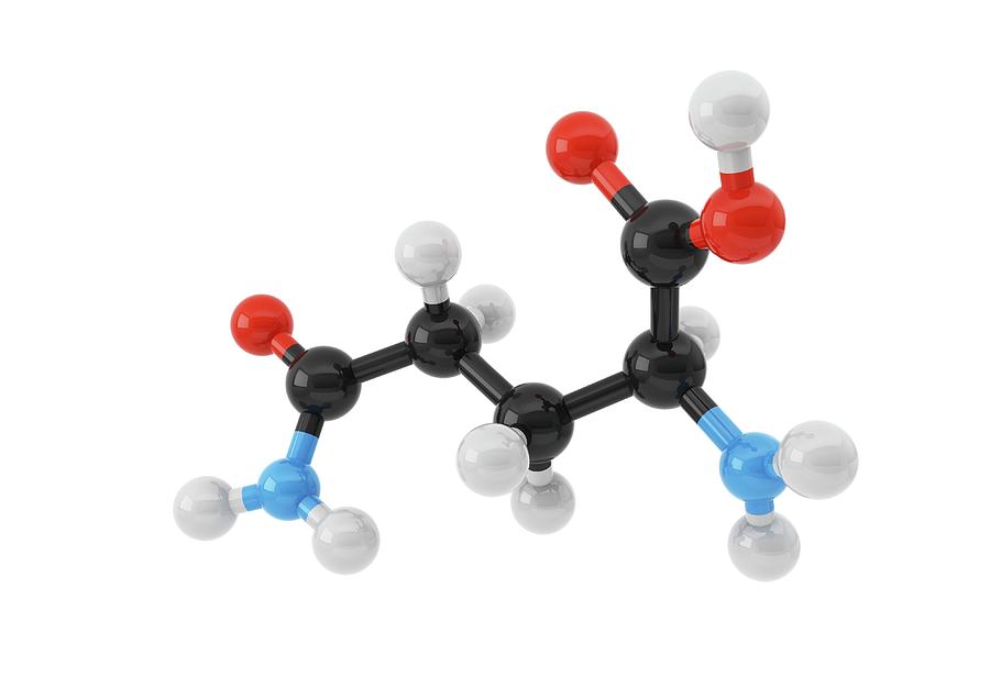 Glutamine Amino Acid Molecule Photograph by Maurizio De Angelis/science Photo Library - Pixels