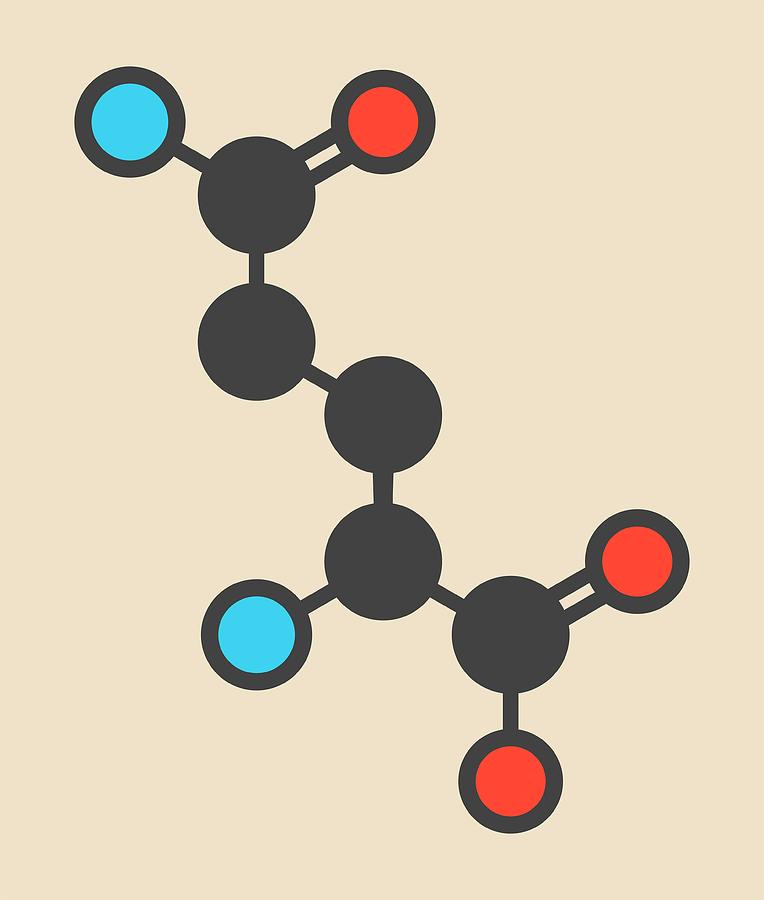 Glutamine Amino Acid Molecule Photograph by Molekuul