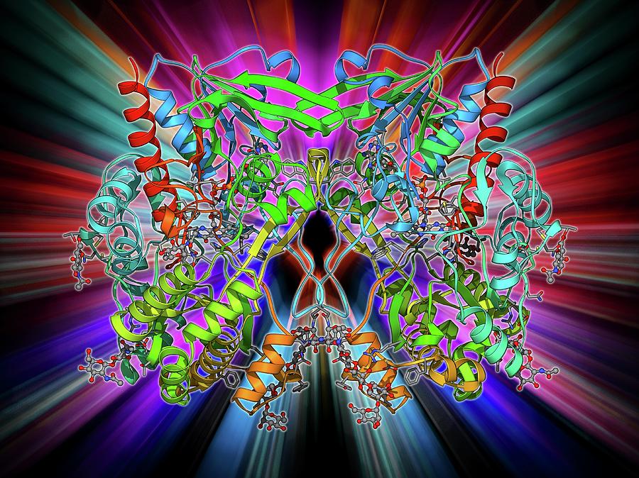 Alpha Helix Photograph - Glycogen Phosphorylase Molecule by Laguna Design