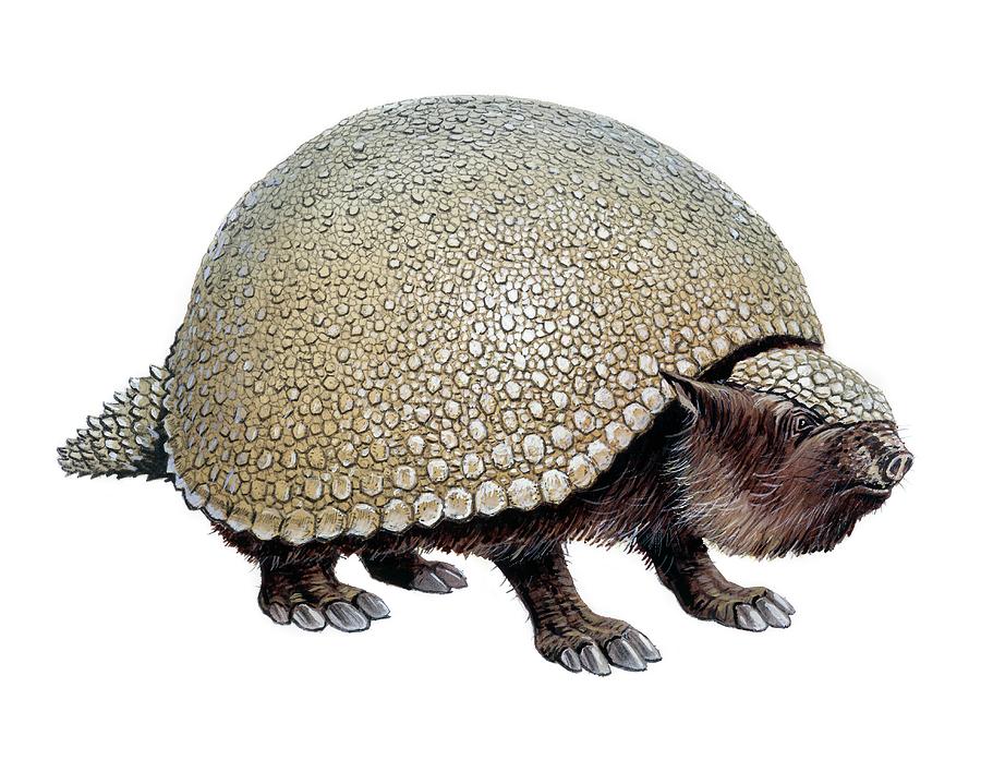 Glyptodon Photograph by Michael Long/science Photo Library