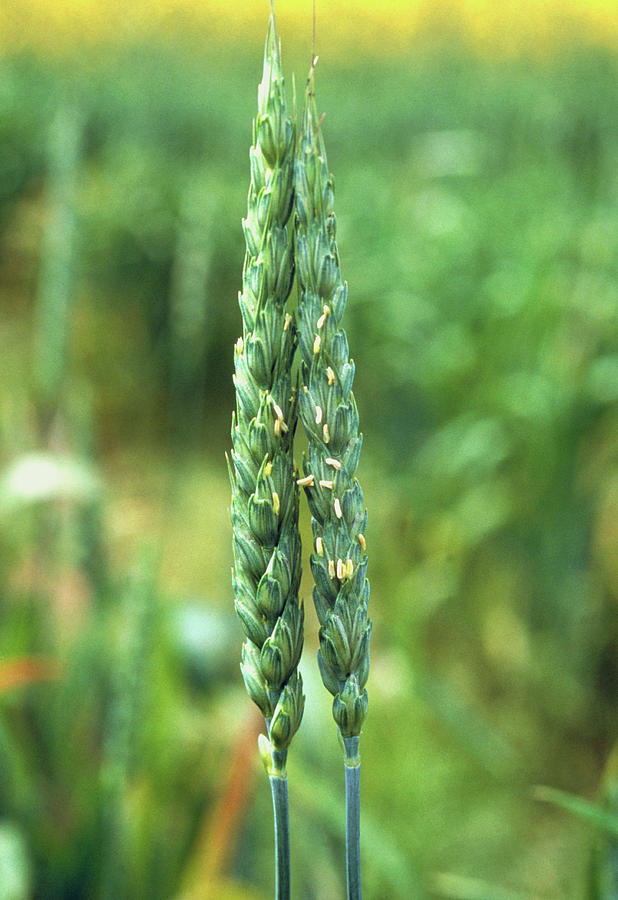 Wheat Photograph - Gm Wheat by Adam Hart-davis/science Photo Library