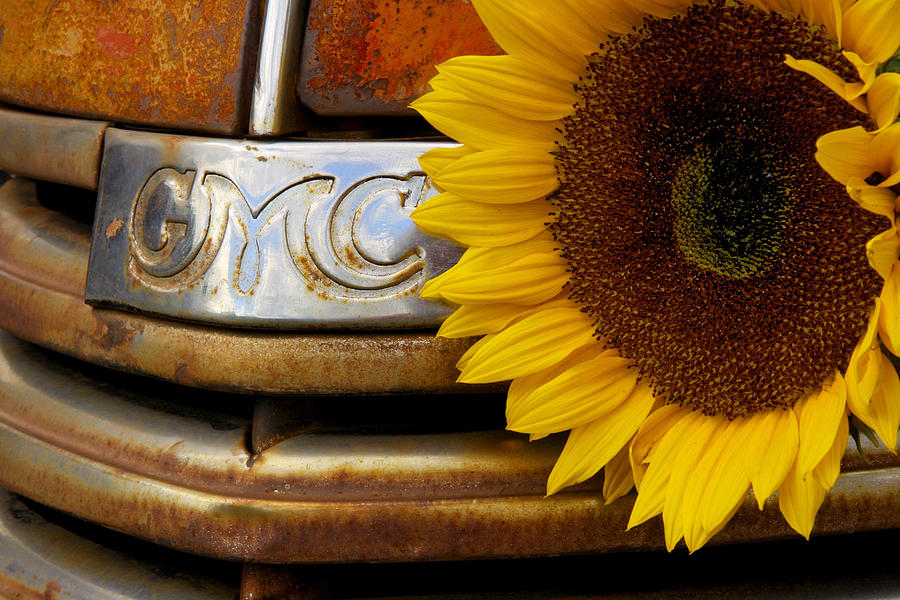 Gmc Sunflower Photograph