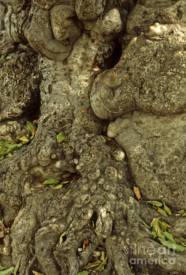 Gnarled Haitian Tree Trunk Photograph by Anna Lisa Yoder