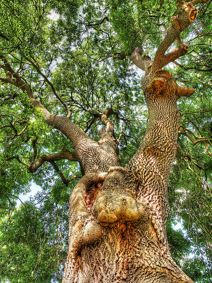 Gnarled Old Tree Vertical Photograph by Gill Billington