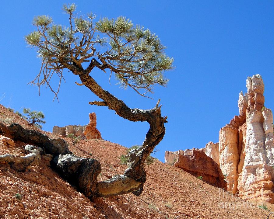 Gnarled Pine in Bryce Canyon Utah Photograph by Barbie Corbett-Newmin
