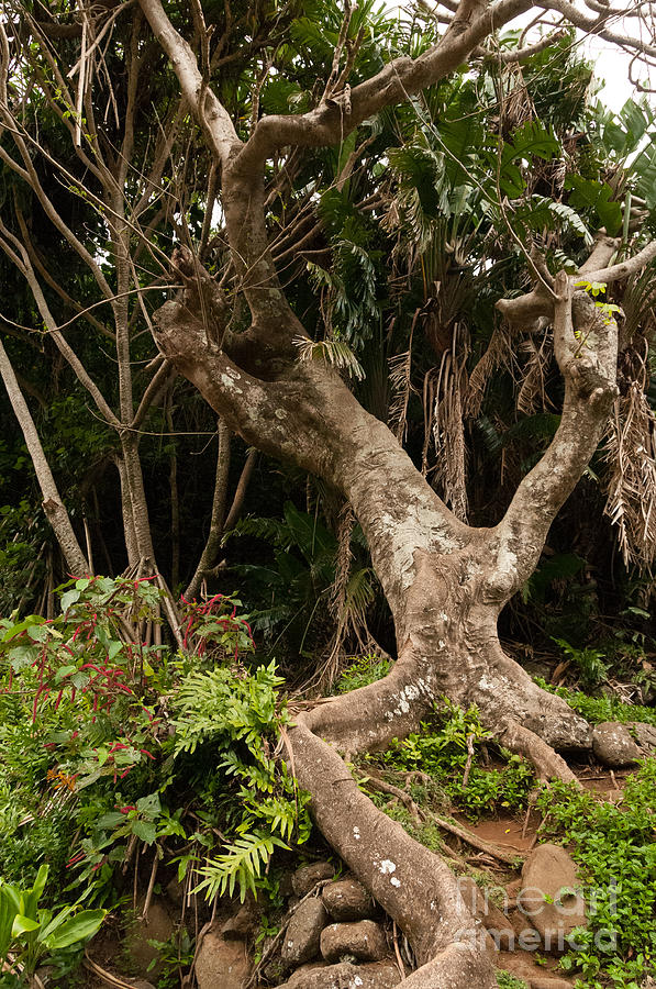 Gnarled tree at the Iao Needle State Park on Maui Hawaii USA Photograph by Don Landwehrle