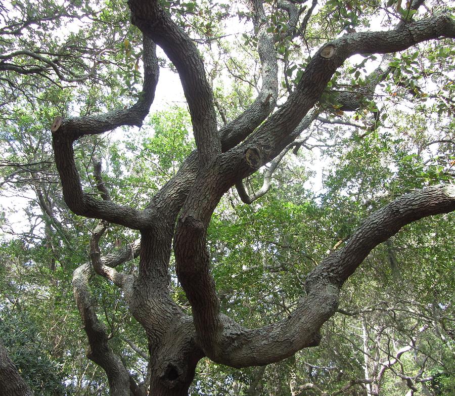 Tree Photograph - Gnarled Tree by Cathy Lindsey