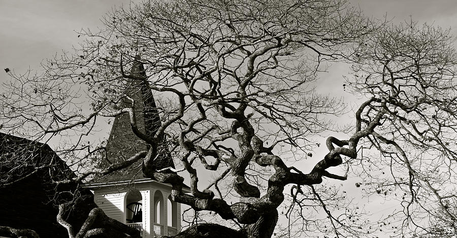 Gnarled Tree in South Bristol Photograph by John Meader