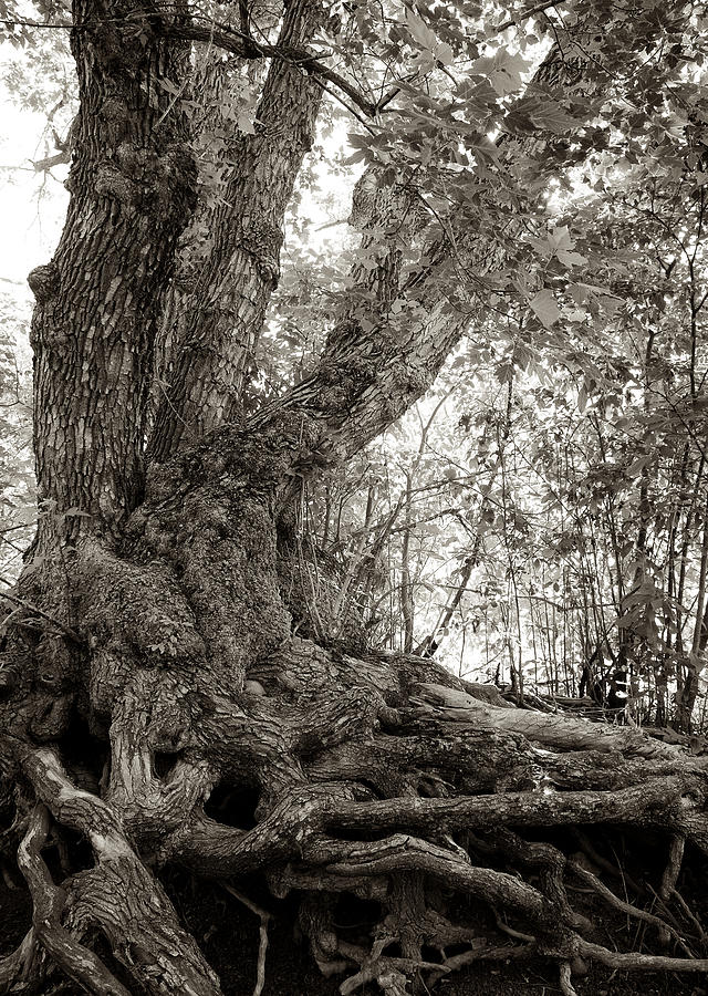 Tree Photograph - Gnarled Tree by Mary Lee Dereske