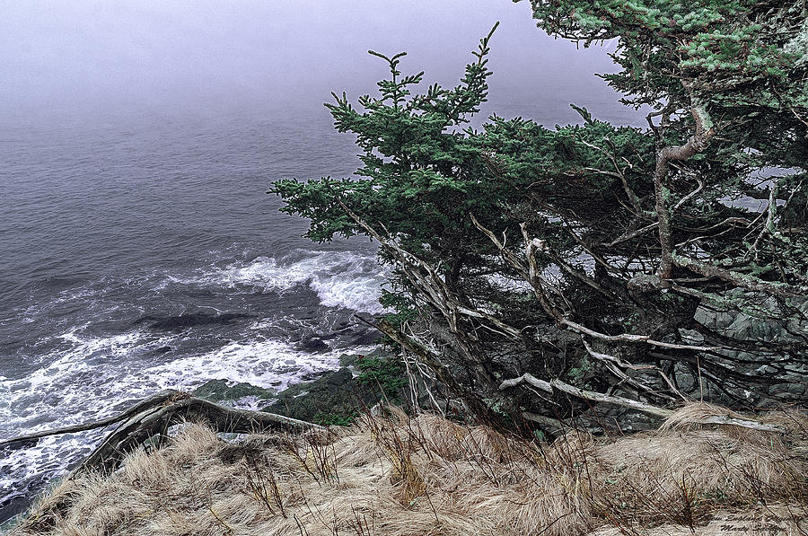 Gnarled Tree Overlook Photograph by Marty Saccone