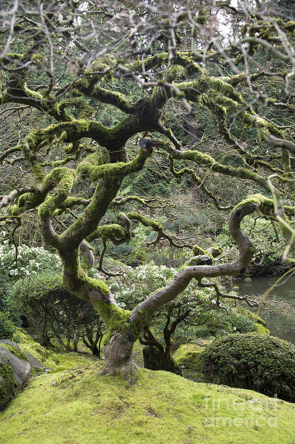 Nature Photograph - Gnarled Tree by Peter French