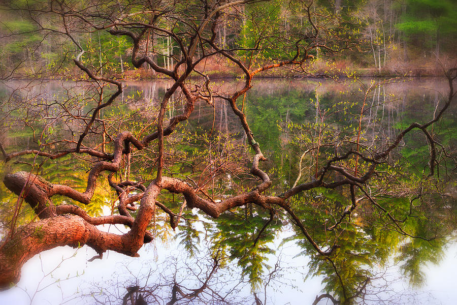Gnarled Tree Reflections Photograph by Jeff Sinon
