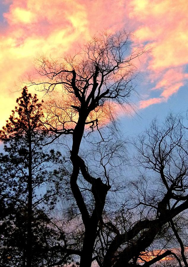 Gnarled Tree Silhouette Photograph by Will Borden