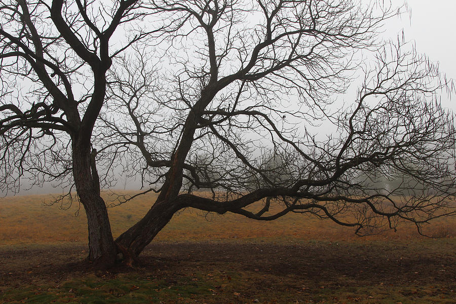 Gnarled Within Fog Photograph by Rachel Cohen