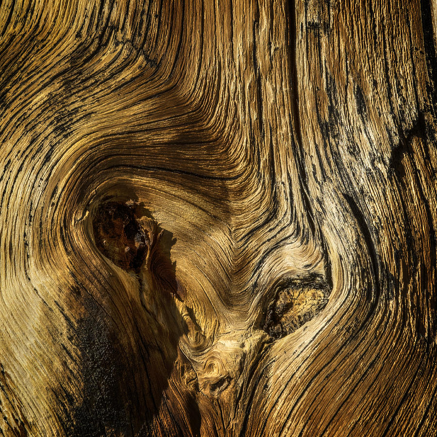 Gnarled Wood Photograph by David Waldrop