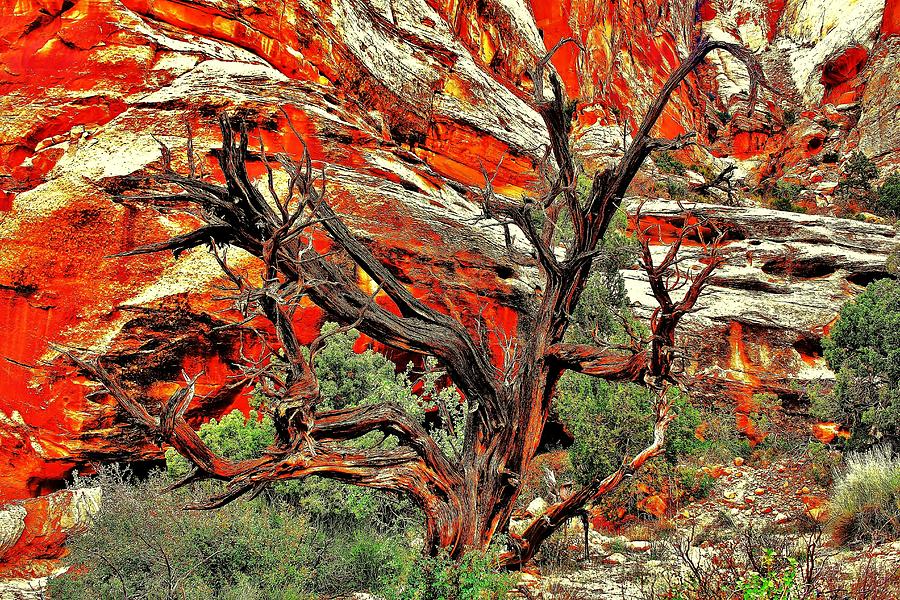 Gnarly Photograph by Benjamin Yeager