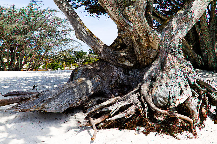 Nature Photograph - Gnarly Cypress by Bernard  Barcos