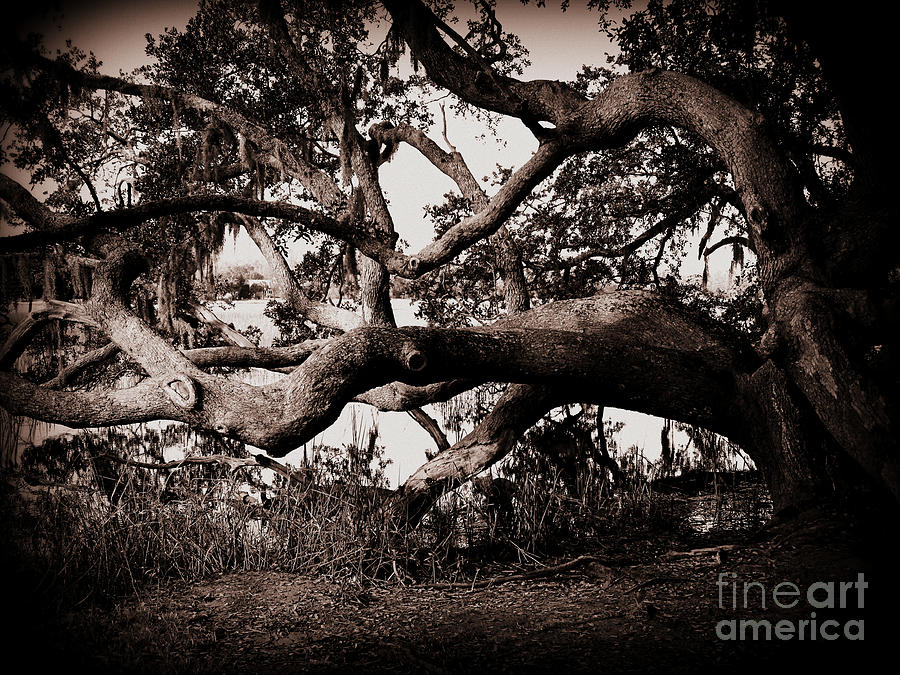 Gnarly Limbs at the Ashley River in Charleston Photograph by Susanne Van Hulst