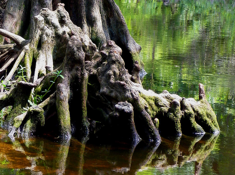 Gnarly Roots Photograph by Judy Wanamaker