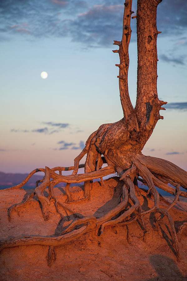 Gnarly Roots Of Tree, Cling To Photograph by Karen Desjardin