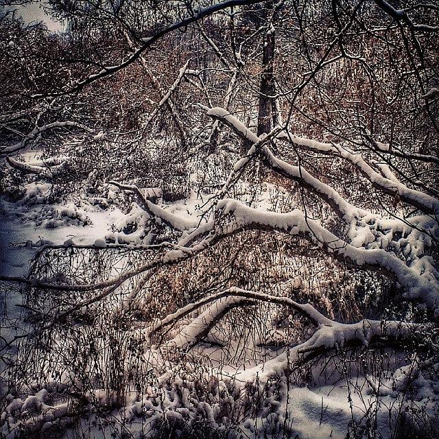 Gnarly Snow Covered Branches Photograph by Mr. B