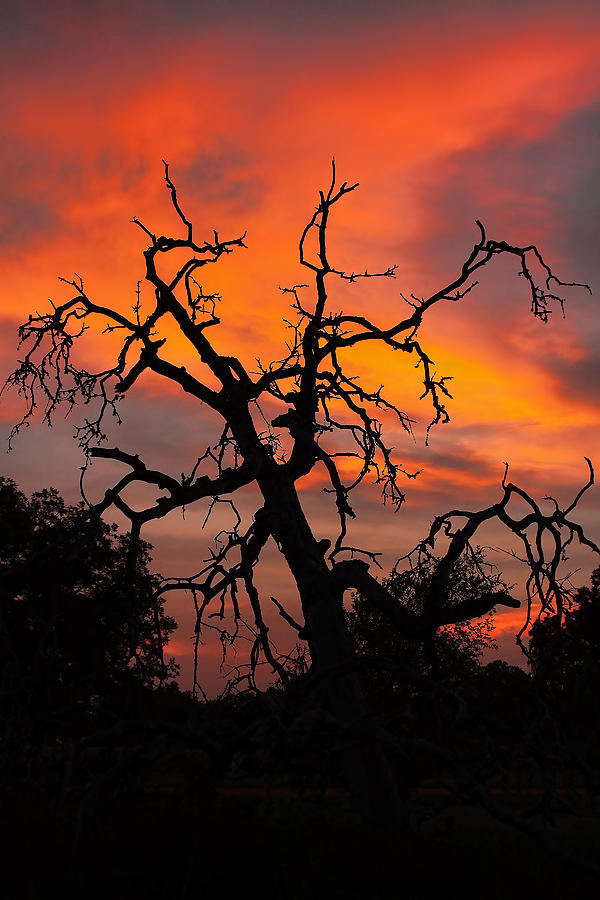 Gnarly Sunset Photograph by Gary Holmes