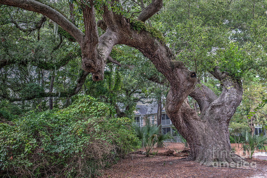 Gnarly Tree Photograph