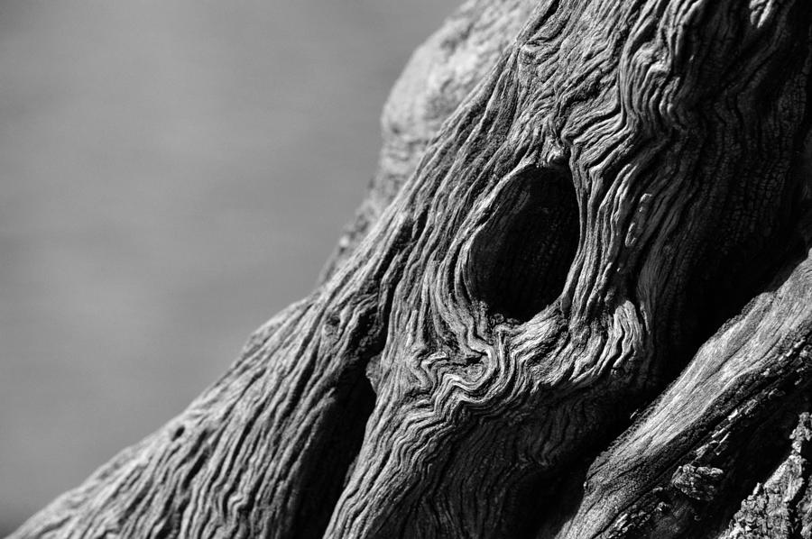 Gnarly Tree II Photograph by Michael McGowan