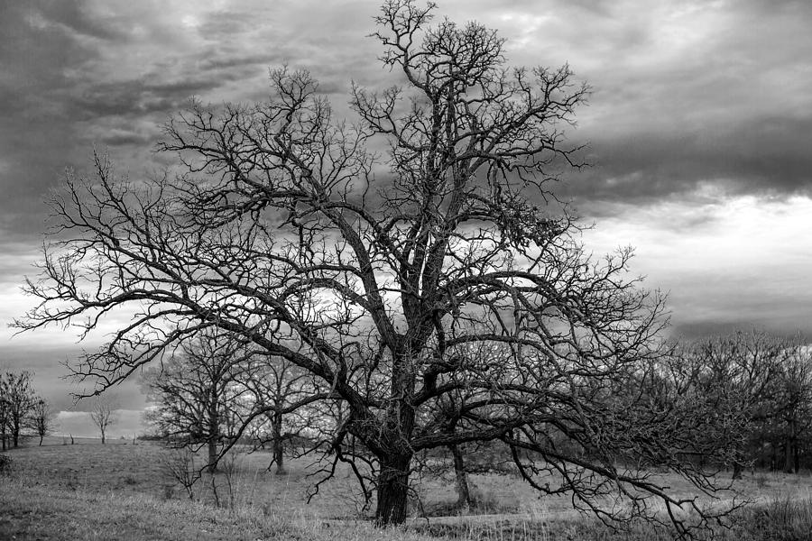 Gnarly Tree Photograph by Sennie Pierson