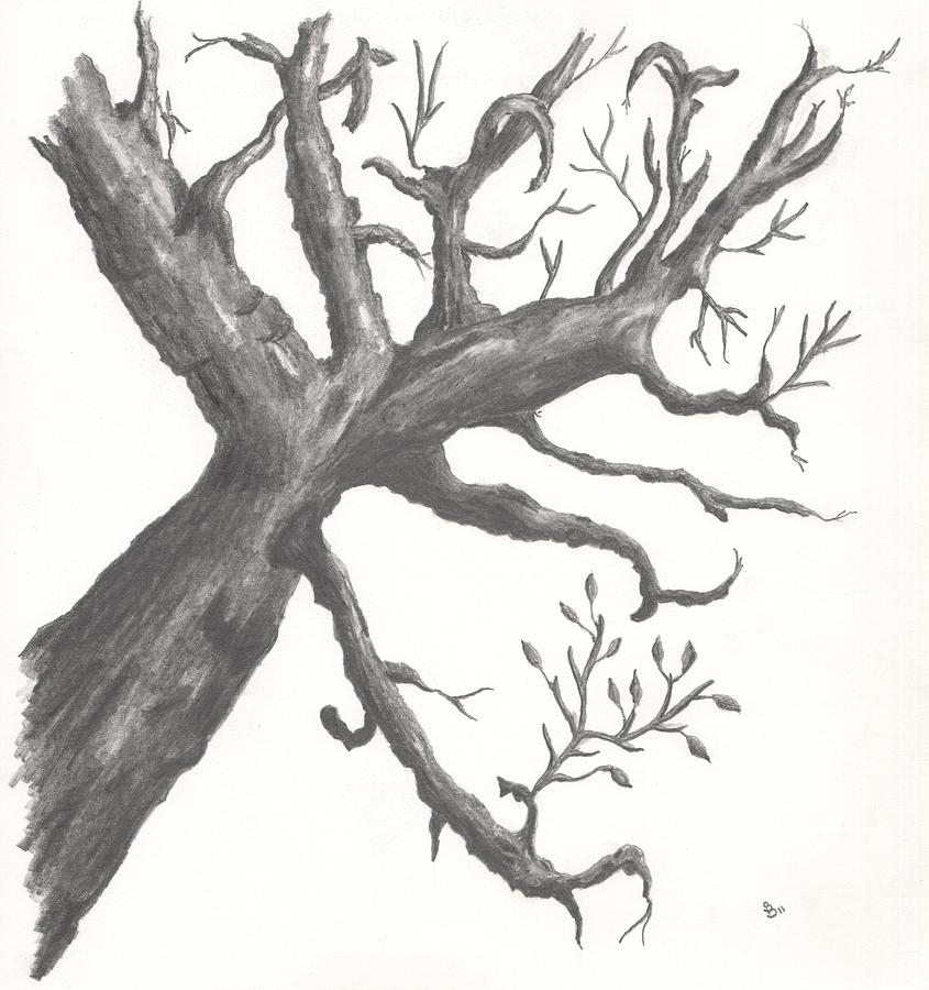Gnarly Tree Drawing by Stephen Brissette Fine Art America