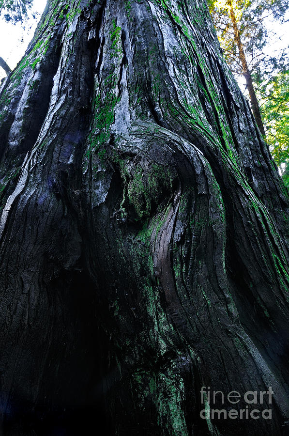 Gnarly Tree Photograph by Terry Elniski