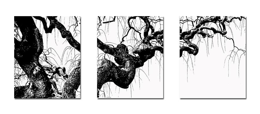 Gnarly Tree Triptych Photograph by TK Goforth