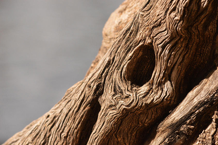 Gnarly Wood Photograph by Michael McGowan