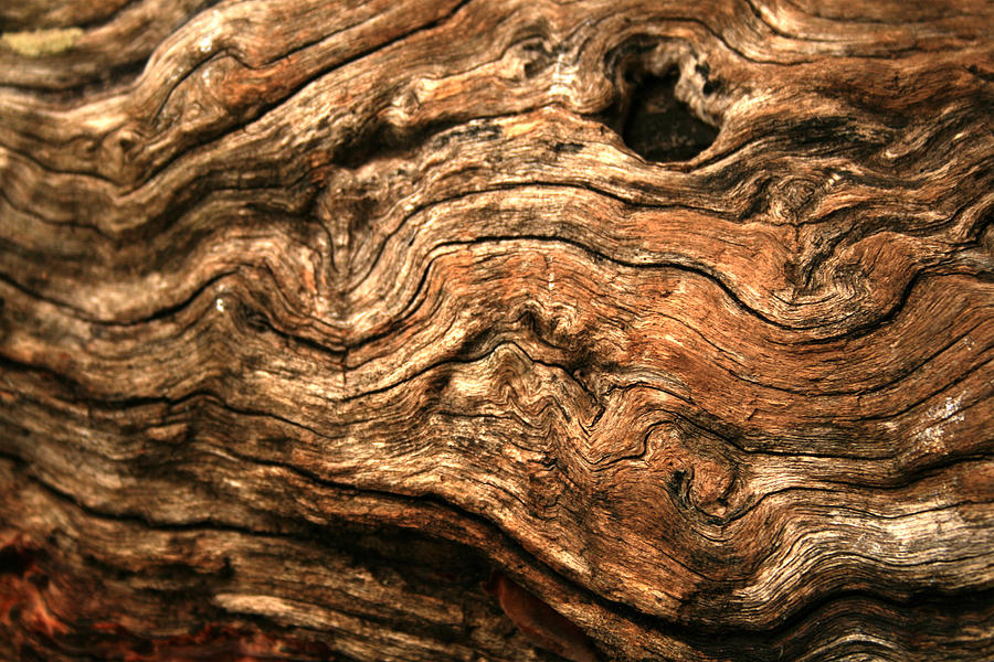 Gnarly wood texture Photograph by Scotto72