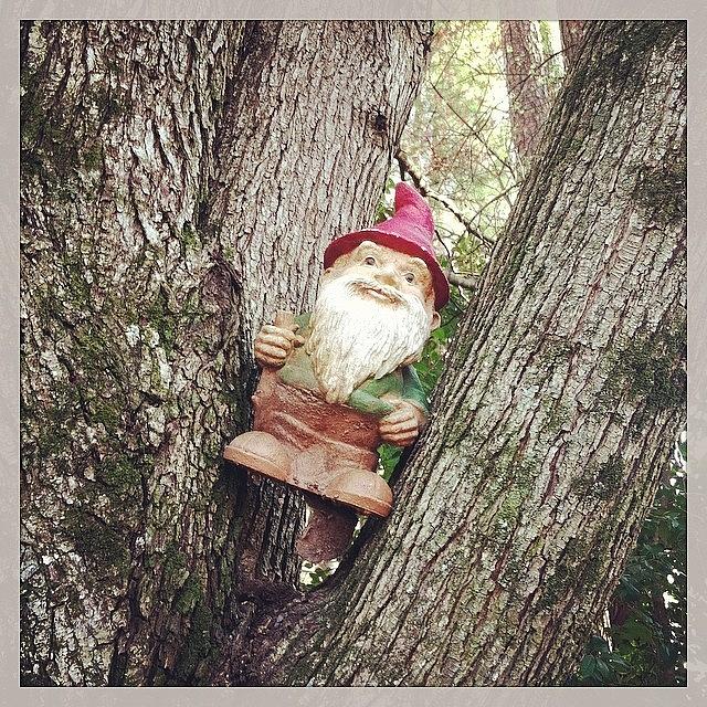Gnome-adic Photograph by Melissa Payne