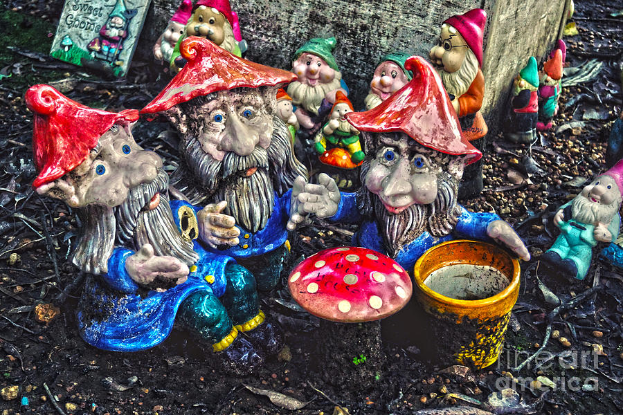 Gnomesville II Photograph by Cassandra Buckley - Fine Art America