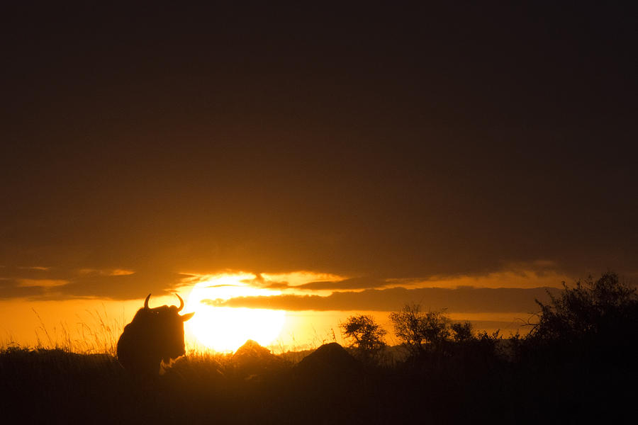 Gnu Sunset Photograph by Wade Aiken