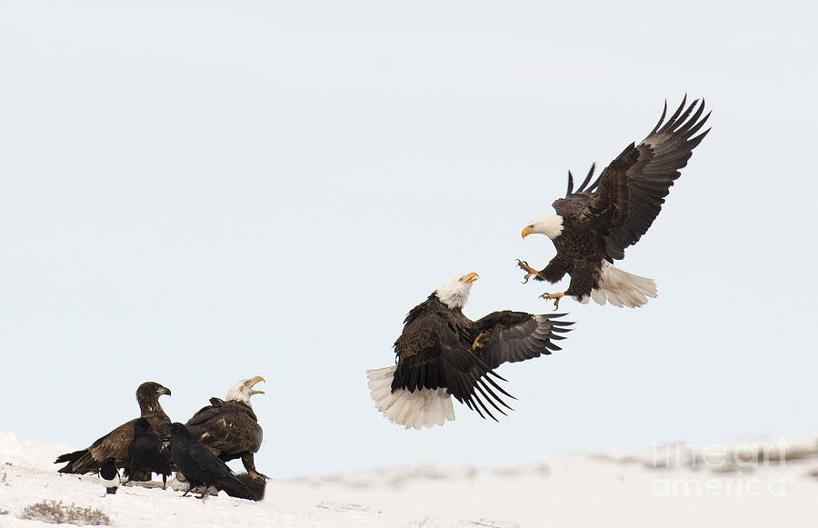 Go Eagles Photograph by Deby Dixon