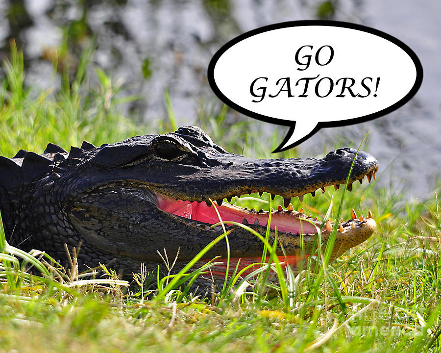 Alligator Photograph - GO GATORS Greeting Card by Al Powell Photography USA