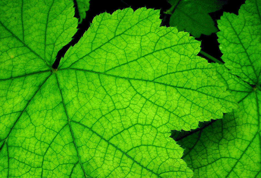 Go Green Photograph by Inspired By Chelle Photography