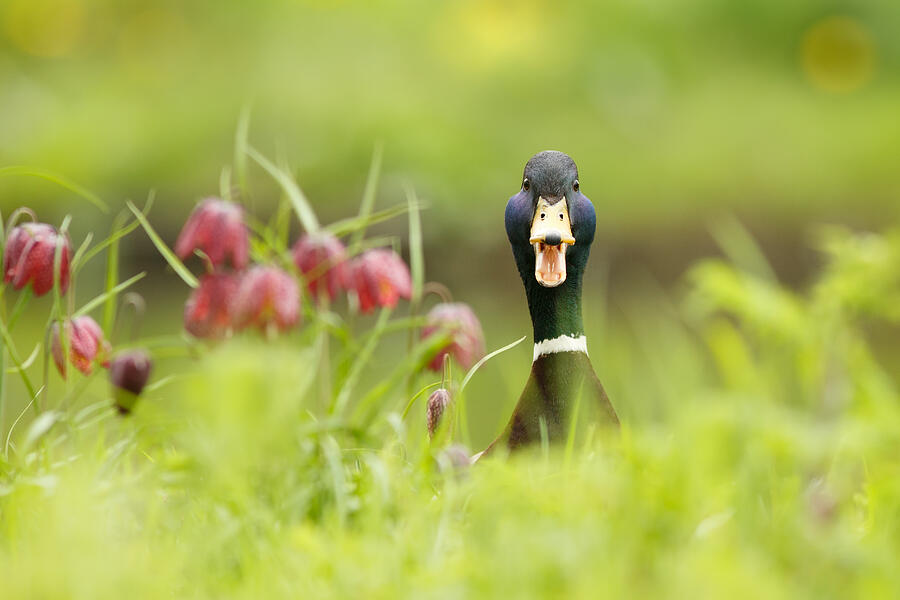 Fritillaria Meleagris Photograph - Go Home Duck Youre Drunk by Roeselien Raimond