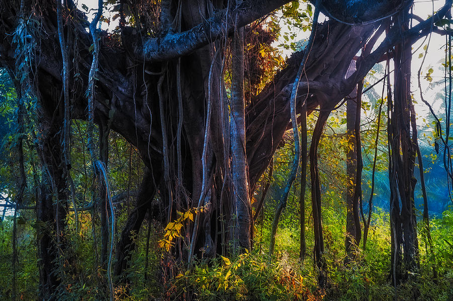 Summer Photograph - Goan Banyan Tree. India by Jenny Rainbow